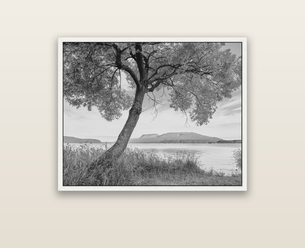 A Tree's Tale, Sunset at Lake Tarawera — white float frame framed canvas print. New Zealand fine art landscape wall art by Stephen Milner.