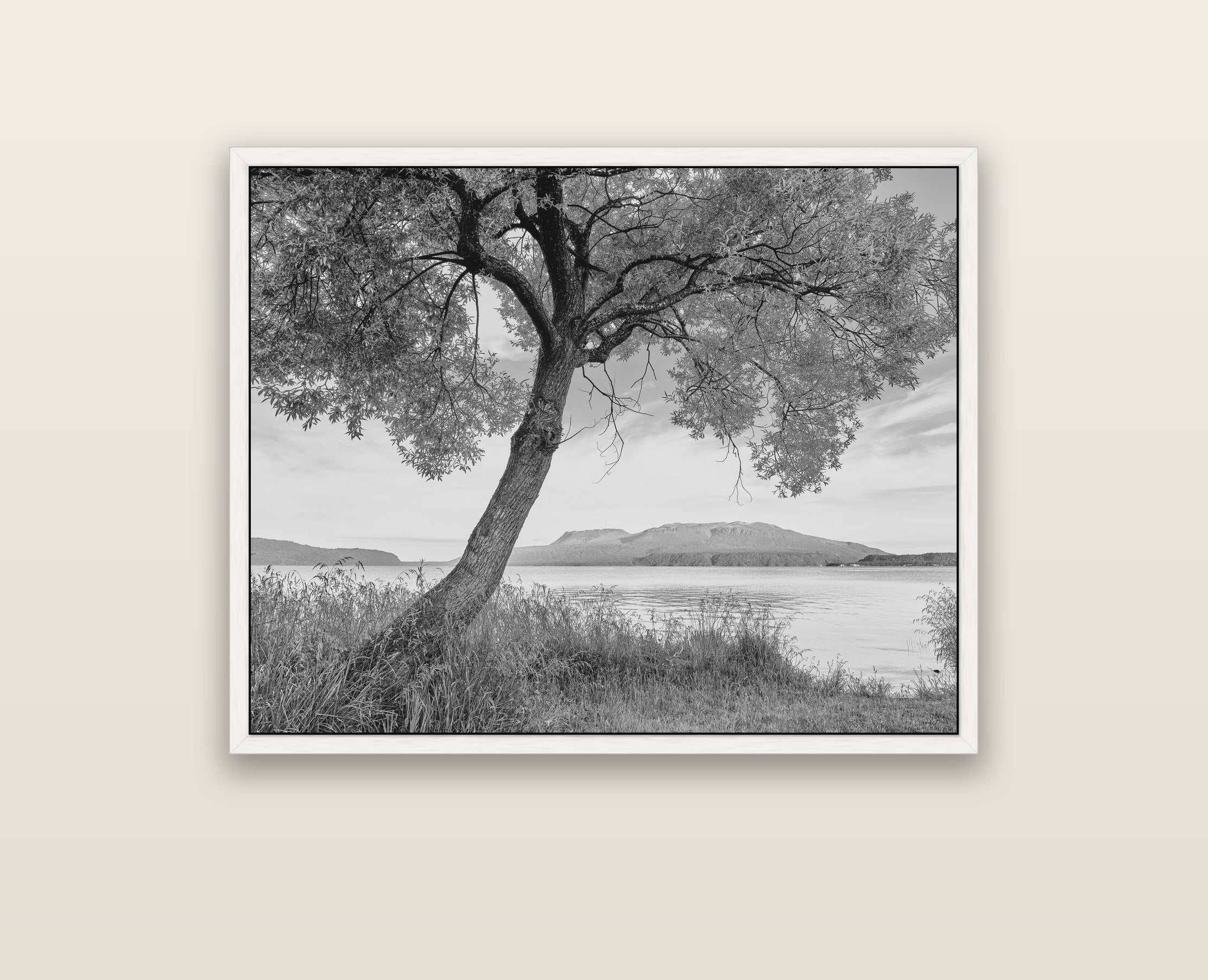A Tree's Tale, Sunset at Lake Tarawera — white float frame framed canvas print. New Zealand fine art landscape wall art by Stephen Milner.