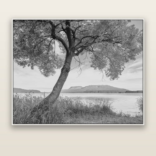 A Tree's Tale, Sunset at Lake Tarawera — white float frame canvas, 176 × 141 cm. New Zealand fine art landscape wall art by Stephen Milner.