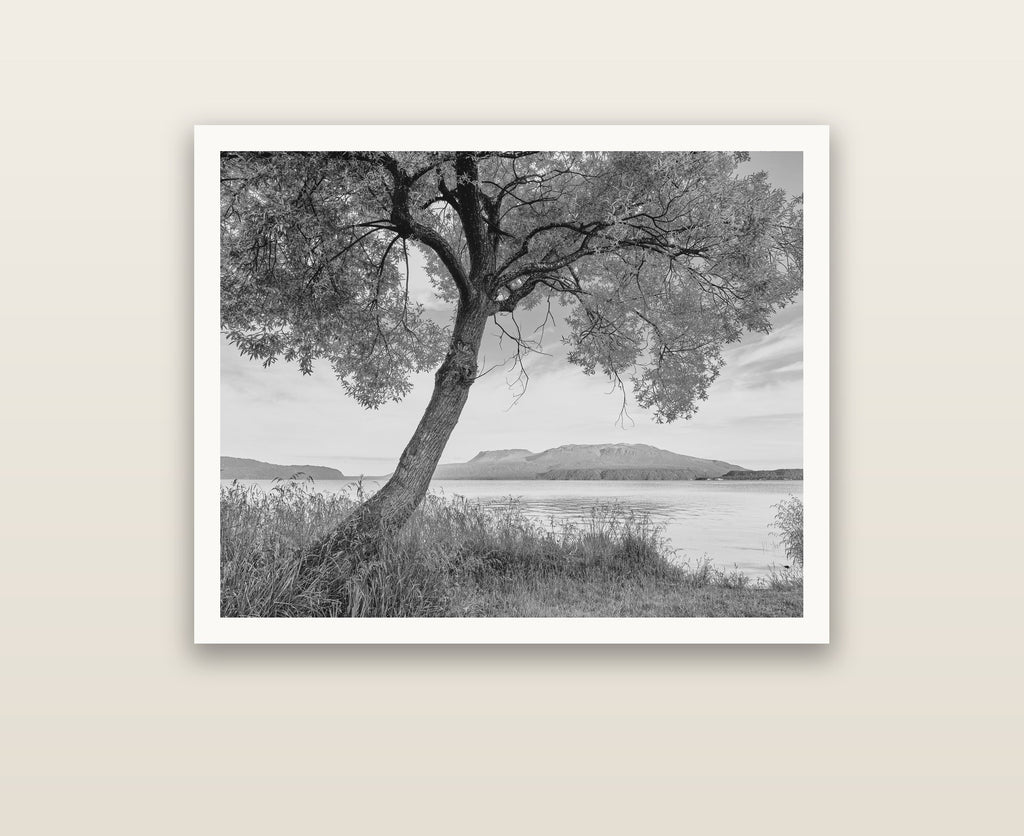 A Tree's Tale, Sunset at Lake Tarawera — Hahnemühle fine art print. New Zealand fine art landscape photography by Stephen Milner.