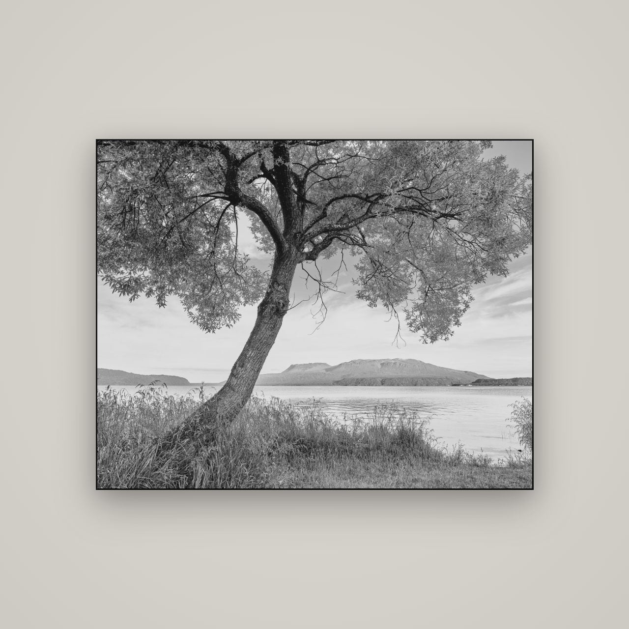A Tree's Tale, Sunset at Lake Tarawera — Slimline Black, 125×100 cm. New Zealand fine art wall art by Stephen Milner.