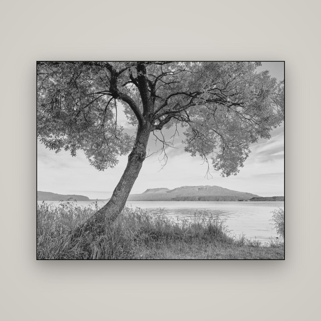 A Tree's Tale, Sunset at Lake Tarawera — Slimline Black, 150×120 cm. New Zealand fine art wall art by Stephen Milner.