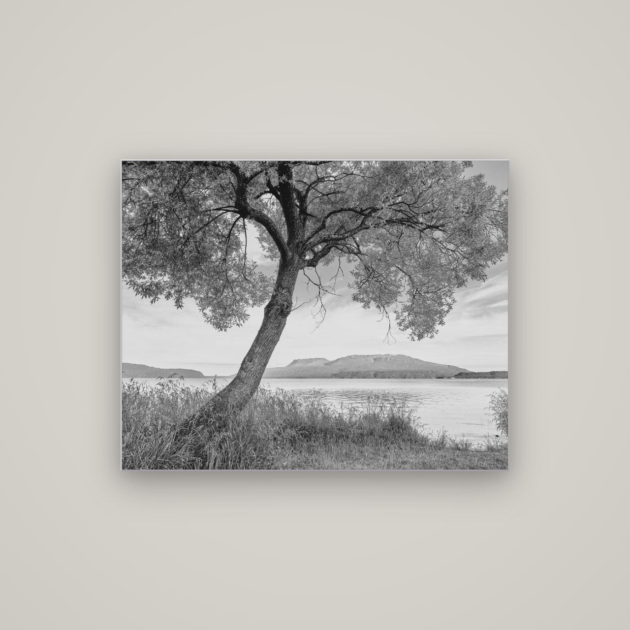 A Tree's Tale, Sunset at Lake Tarawera — Slimline Silver, 100×80 cm. New Zealand fine art wall art by Stephen Milner.