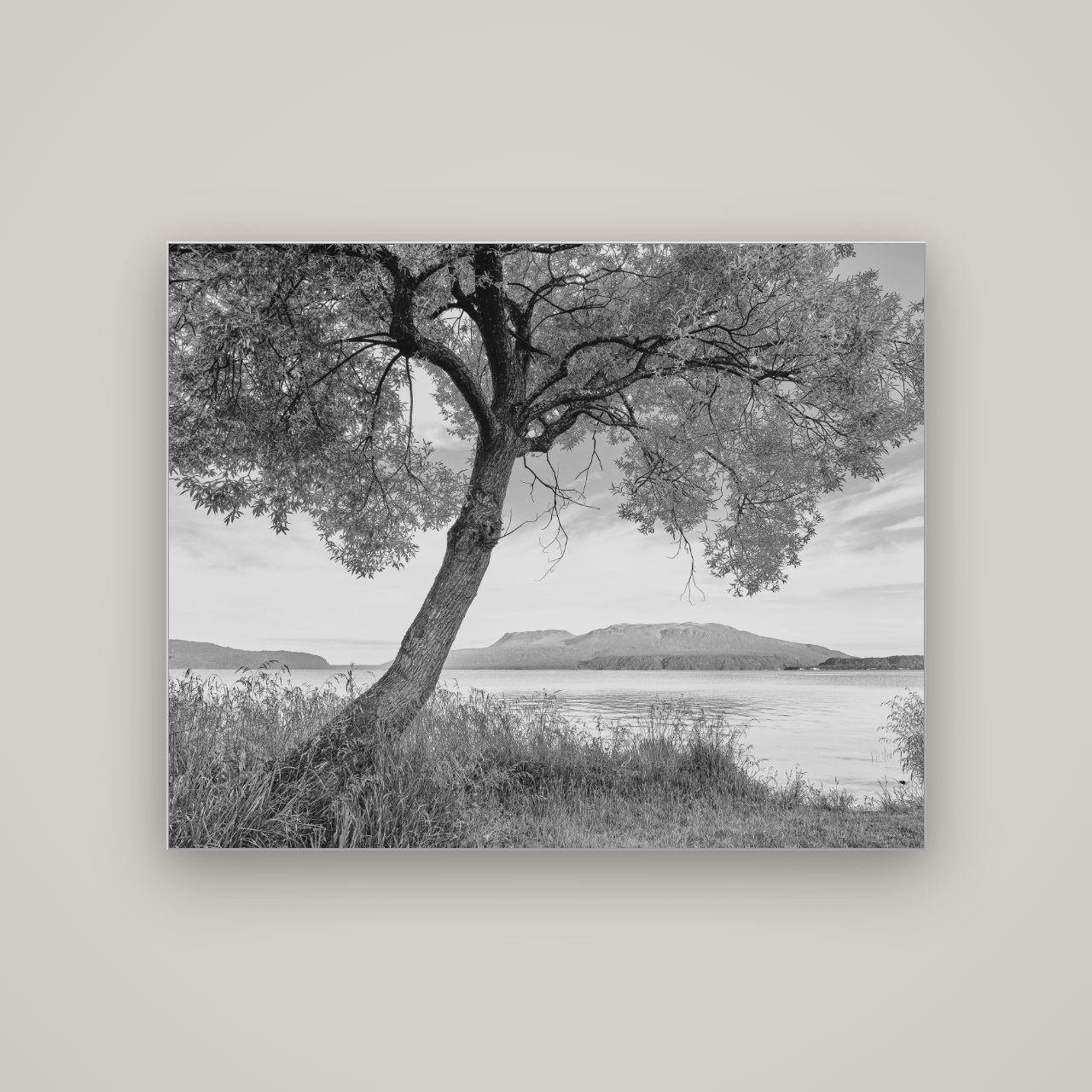 A Tree's Tale, Sunset at Lake Tarawera — Slimline Silver, 125×100 cm. New Zealand fine art wall art by Stephen Milner.