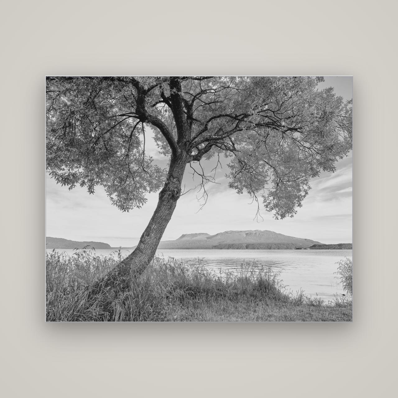 A Tree's Tale, Sunset at Lake Tarawera — Slimline Silver, 150×120 cm. New Zealand fine art wall art by Stephen Milner.