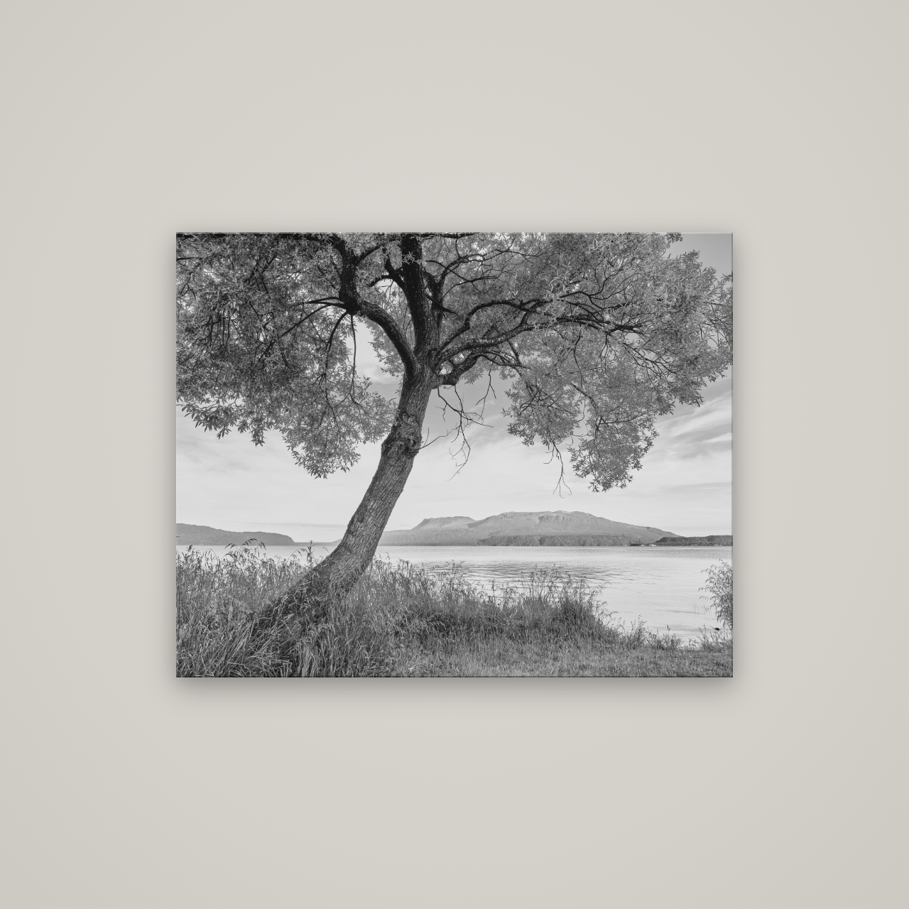 A Tree's Tale, Sunset at Lake Tarawera — No frame, 100×80 cm. New Zealand fine art wall art by Stephen Milner.