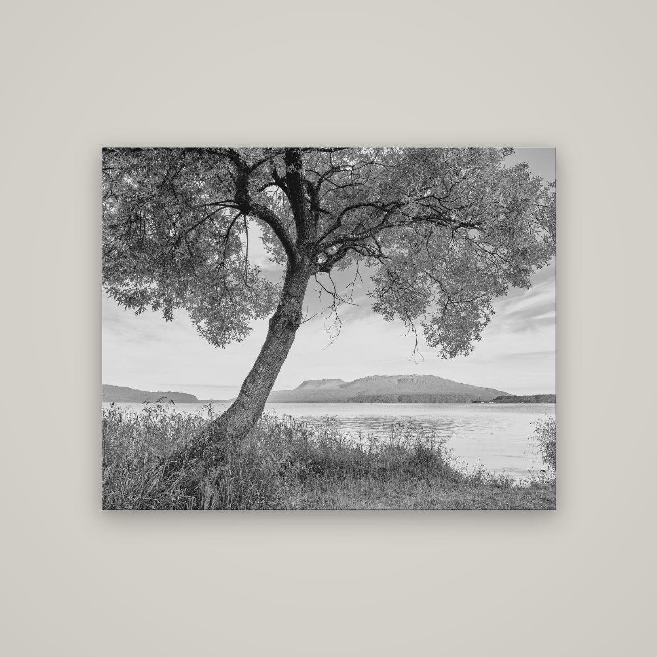 A Tree's Tale, Sunset at Lake Tarawera — No frame, 125×100 cm. New Zealand fine art wall art by Stephen Milner.
