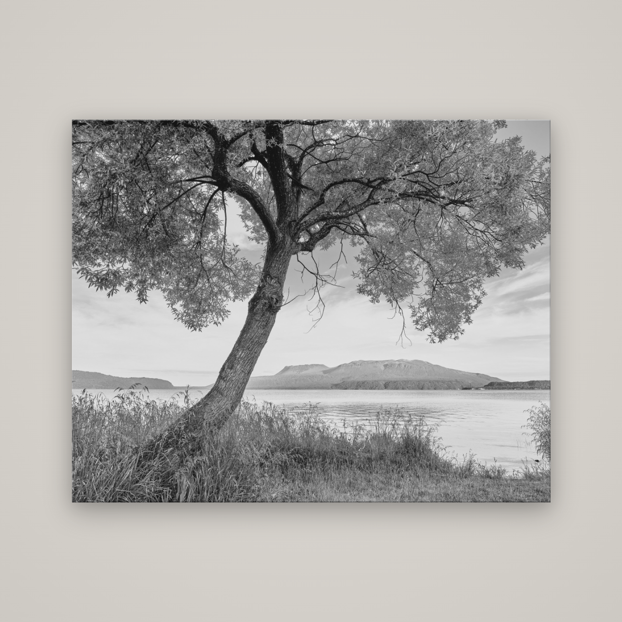 A Tree's Tale, Sunset at Lake Tarawera — No frame, 150×120 cm. New Zealand fine art wall art by Stephen Milner.
