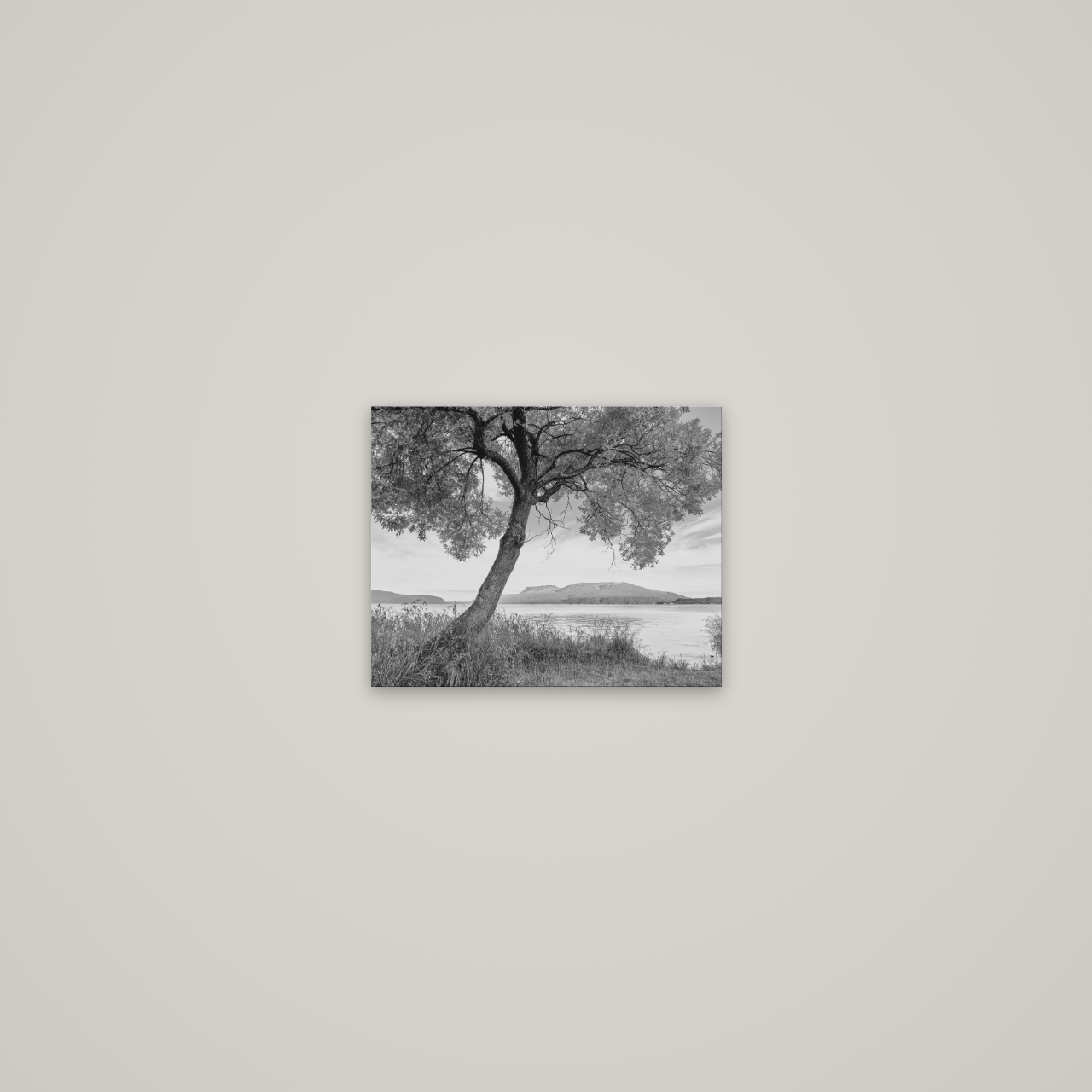A Tree's Tale, Sunset at Lake Tarawera — No frame, 25×20 cm. New Zealand fine art wall art by Stephen Milner.