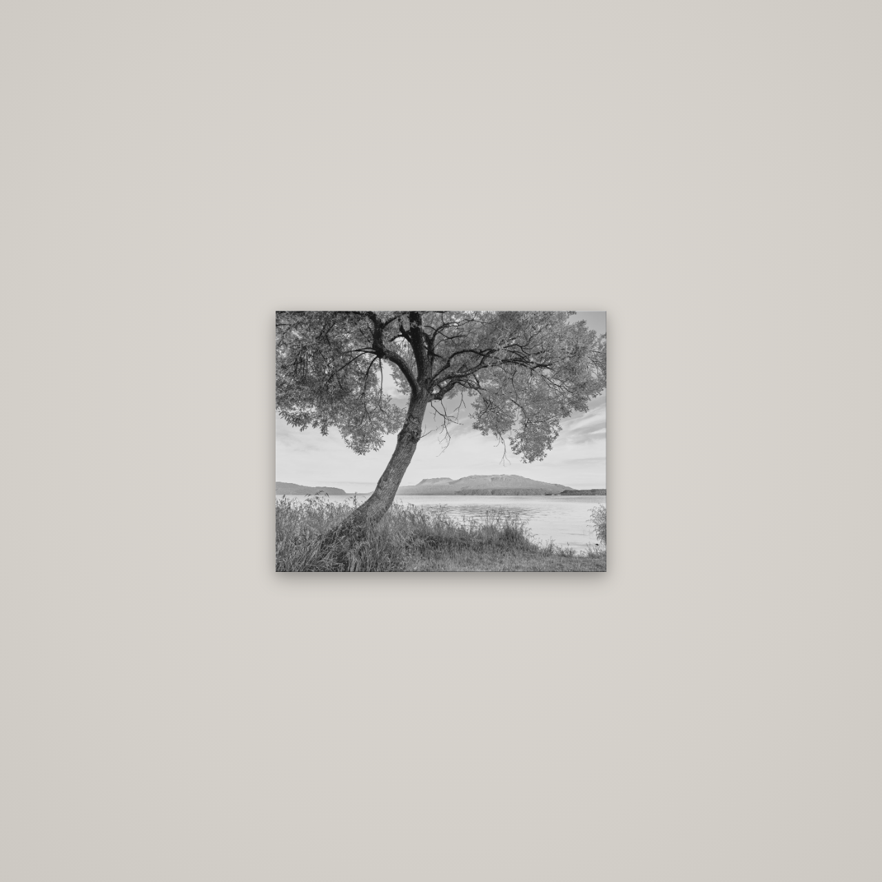 A Tree's Tale, Sunset at Lake Tarawera — No frame, 38×30 cm. New Zealand fine art wall art by Stephen Milner.