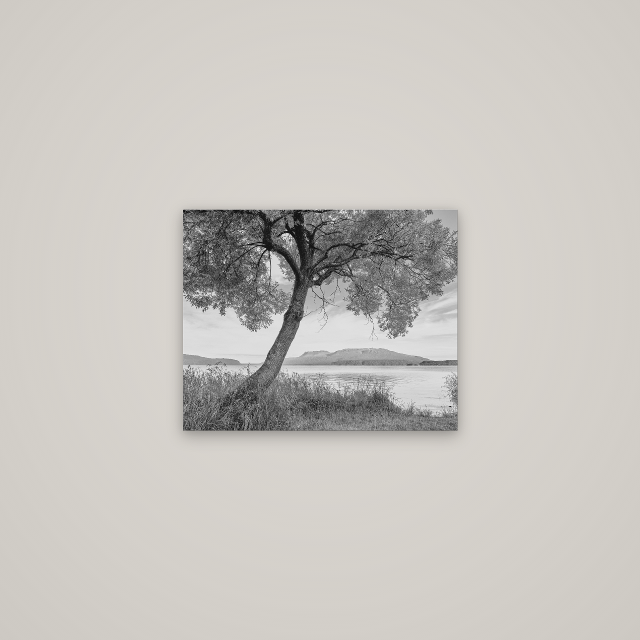 A Tree's Tale, Sunset at Lake Tarawera — No frame, 51×41 cm. New Zealand fine art wall art by Stephen Milner.