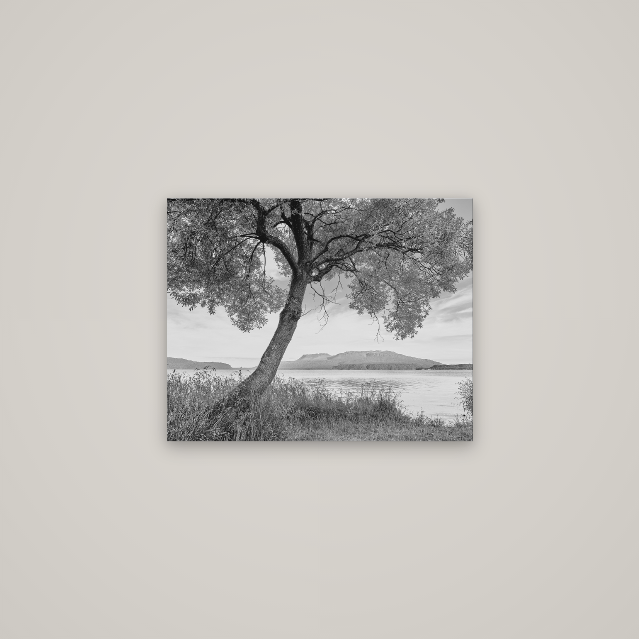 A Tree's Tale, Sunset at Lake Tarawera — No frame, 63×50 cm. New Zealand fine art wall art by Stephen Milner.
