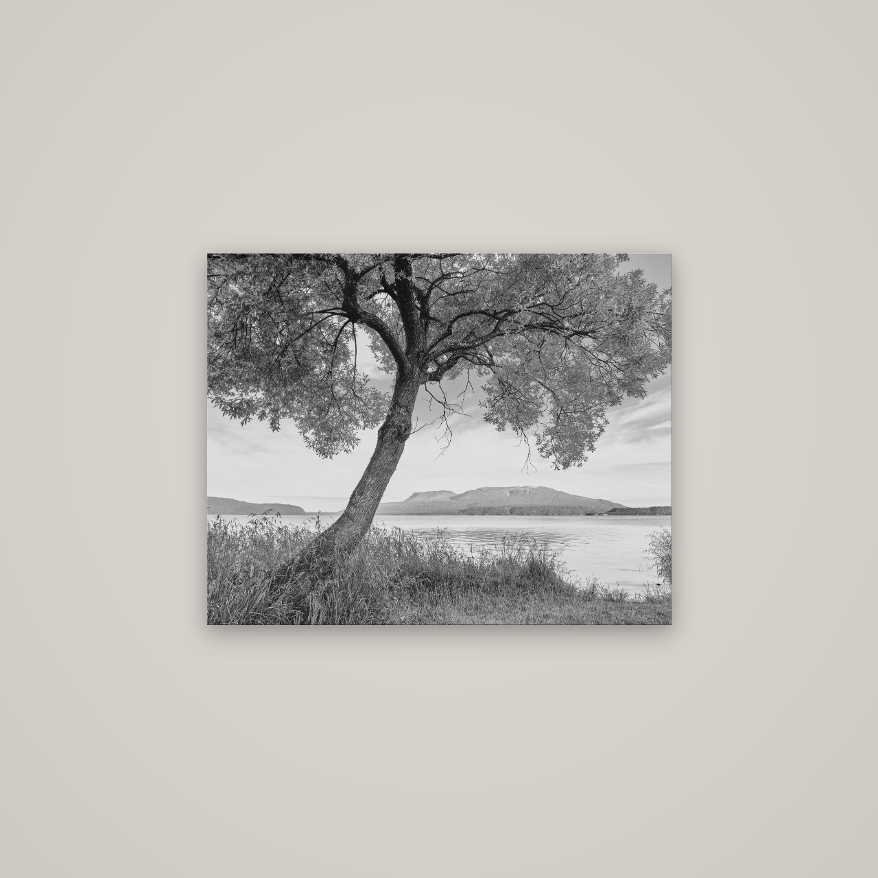 A Tree's Tale, Sunset at Lake Tarawera — No frame, 75×60 cm. New Zealand fine art wall art by Stephen Milner.