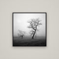 And Child, Waikato — Basel Black, 80×80 cm. New Zealand fine art wall art by Stephen Milner.