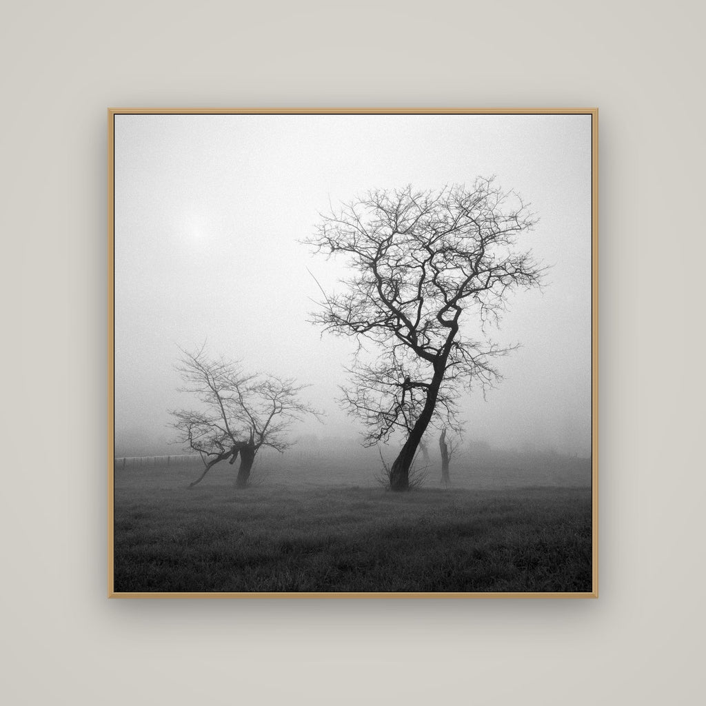 And Child, Waikato, Basel Natural Oak, 120×120 cm. New Zealand fine art wall art by Stephen Milner.