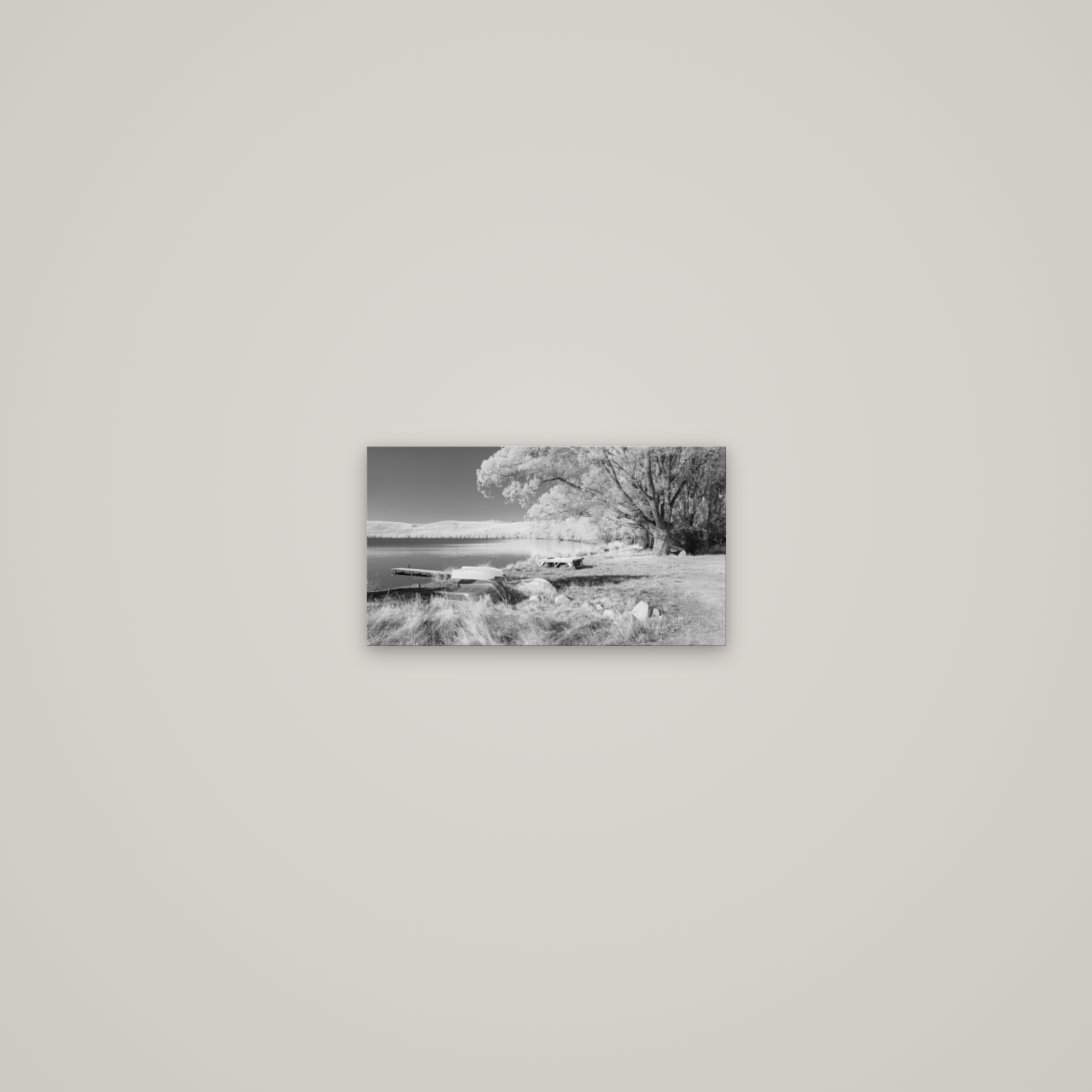 Beneath the Willows, Lake Alexandrina — No frame, 27×15 cm. New Zealand fine art wall art by Stephen Milner.