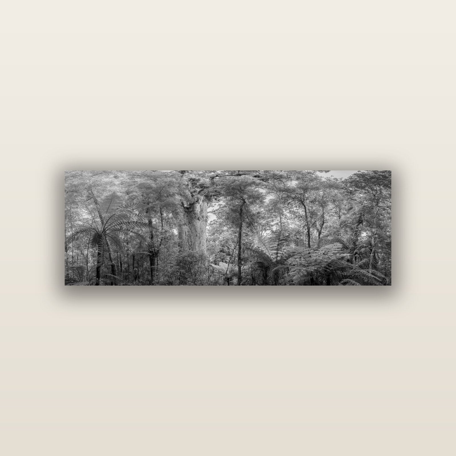 Cathedral of Giants, Ancient Kauri, Dargaville — acrylic panel print, small 76 × 25 cm. New Zealand fine art landscape wall art by Stephen Milner.