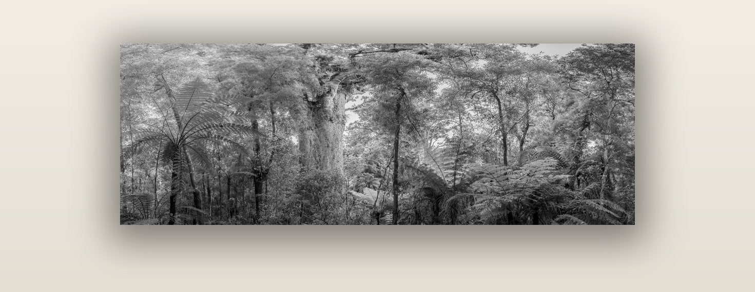 Cathedral of Giants, Ancient Kauri, Dargaville — acrylic glass print, 122 × 41 cm. New Zealand fine art landscape wall art by Stephen Milner.