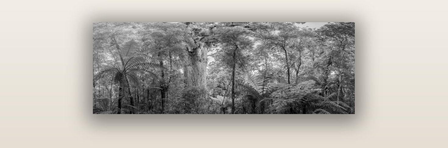 Cathedral of Giants, Ancient Kauri, Dargaville — acrylic glass print, 91 × 30 cm. New Zealand fine art landscape wall art by Stephen Milner.