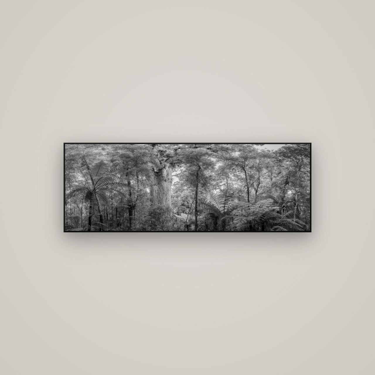 Cathedral of Giants, Ancient Kauri, Dargaville — ArtBox Black, 113×40 cm. New Zealand fine art wall art by Stephen Milner.