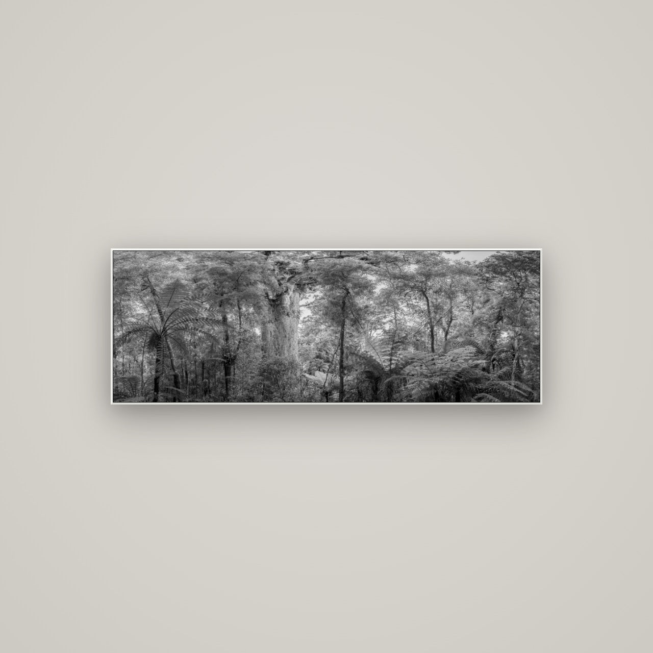 Cathedral of Giants, Ancient Kauri, Dargaville — ArtBox White, 113×40 cm. New Zealand fine art wall art by Stephen Milner.
