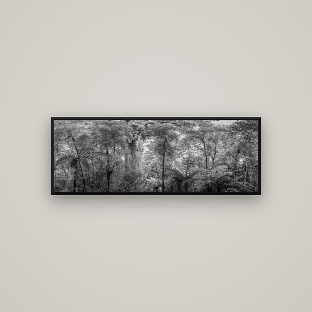 Cathedral of Giants, Ancient Kauri, Dargaville — Basel Black Matte, 113×40 cm. New Zealand fine art wall art by Stephen Milner.