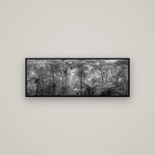 Cathedral of Giants, Ancient Kauri, Dargaville — Basel Black, 113×40 cm. New Zealand fine art wall art by Stephen Milner.