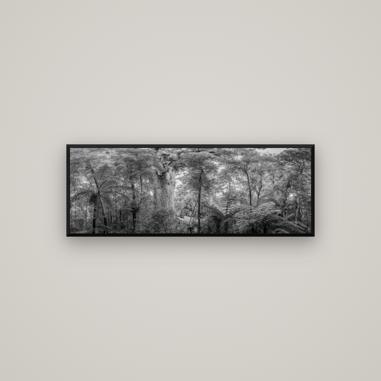 Cathedral of Giants, Ancient Kauri, Dargaville — Basel Black Matte, 113×40 cm. New Zealand fine art wall art by Stephen Milner.
