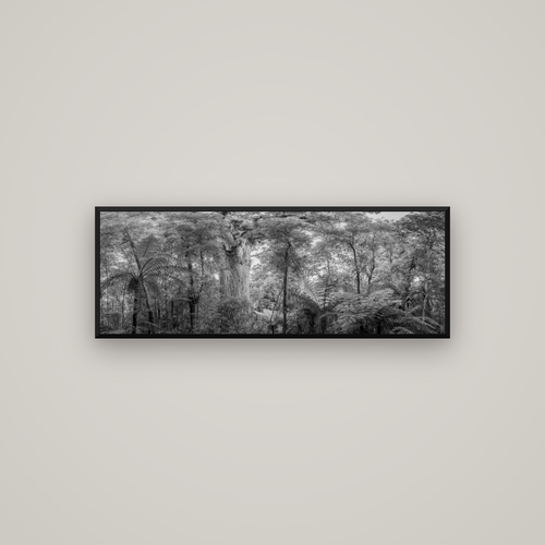 Cathedral of Giants, Ancient Kauri, Dargaville — Basel Black Matte, 113×40 cm. New Zealand fine art wall art by Stephen Milner.