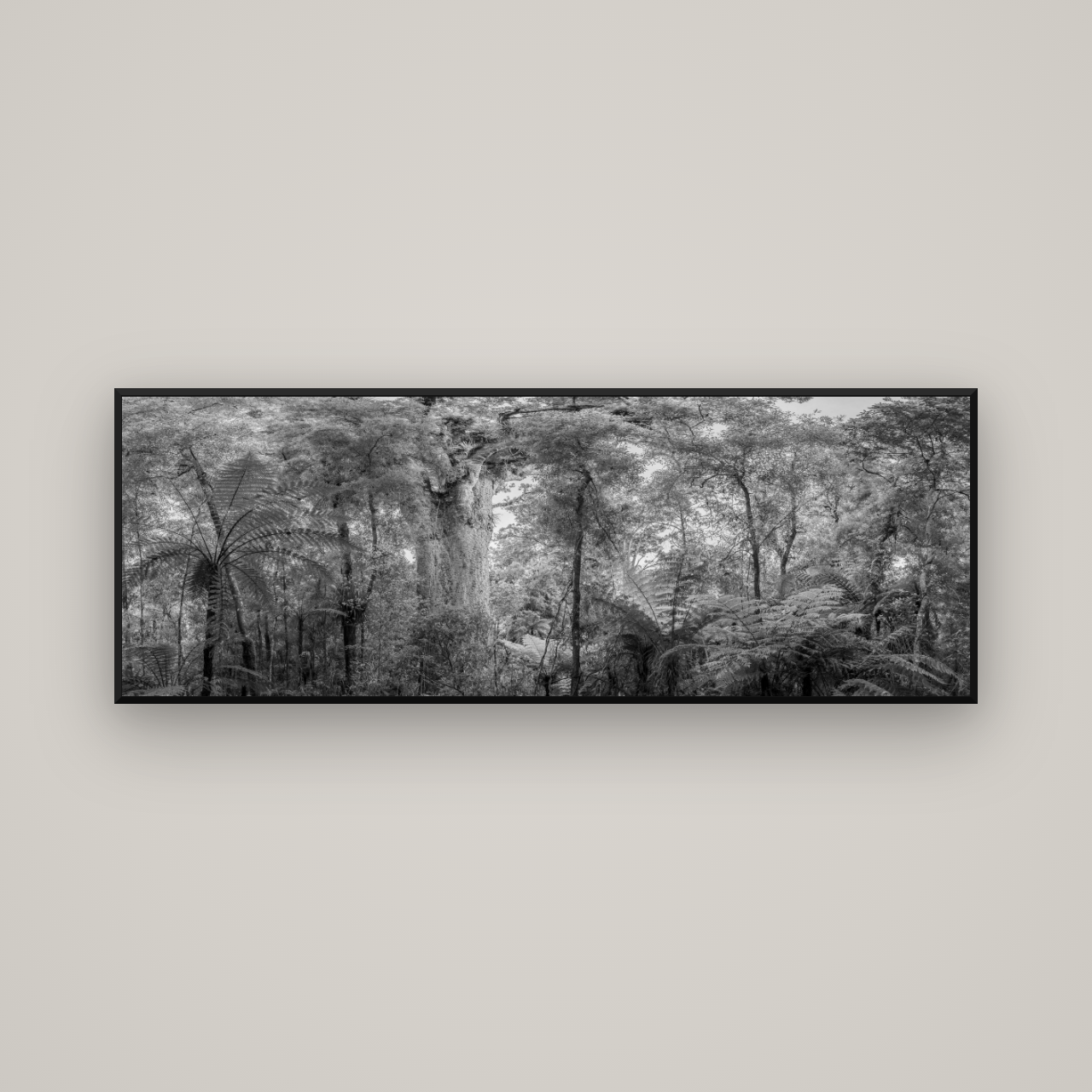 Cathedral of Giants, Ancient Kauri, Dargaville — Basel Black Matte, 170×60 cm. New Zealand fine art wall art by Stephen Milner.