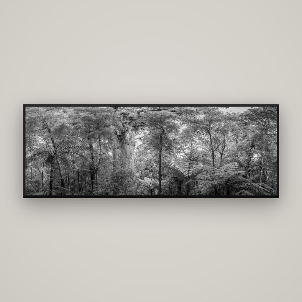 Cathedral of Giants, Ancient Kauri, Dargaville — Basel Black Matte, 170×60 cm. New Zealand fine art wall art by Stephen Milner.