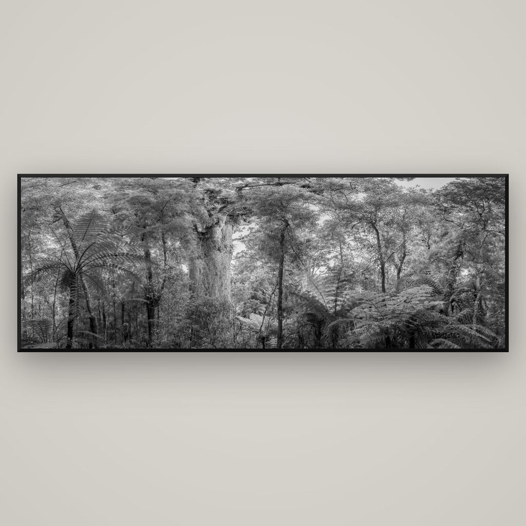 Cathedral of Giants, Ancient Kauri, Dargaville — Basel Black Matte, 198×70 cm. New Zealand fine art wall art by Stephen Milner.
