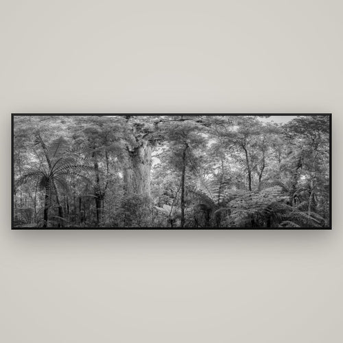 Cathedral of Giants, Ancient Kauri, Dargaville — Basel Black, 198×70 cm. New Zealand fine art wall art by Stephen Milner.