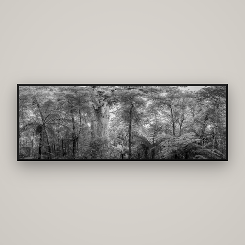 Cathedral of Giants, Ancient Kauri, Dargaville — Basel Black Matte, 198×70 cm. New Zealand fine art wall art by Stephen Milner.