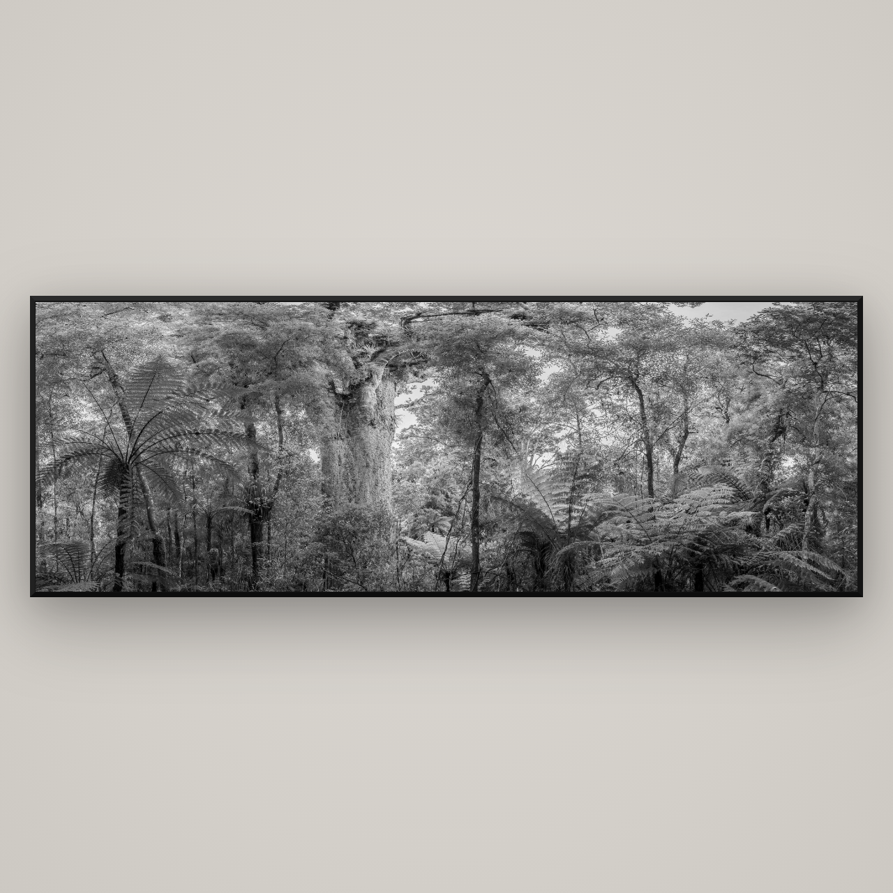 Cathedral of Giants, Ancient Kauri, Dargaville — Basel Black Matte, 227×80 cm. New Zealand fine art wall art by Stephen Milner.