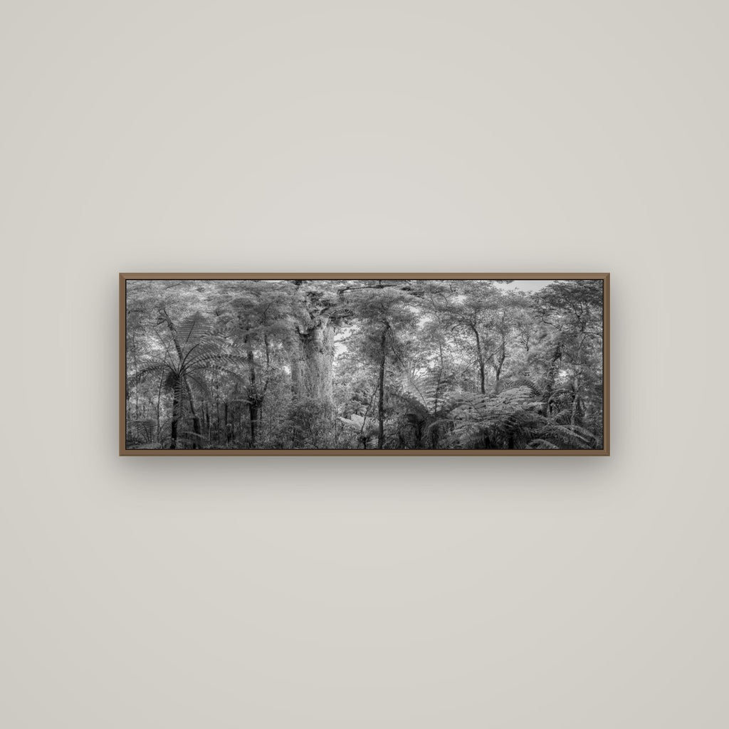 Cathedral of Giants, Ancient Kauri, Dargaville, Basel Walnut, 113×40 cm. New Zealand fine art wall art by Stephen Milner.