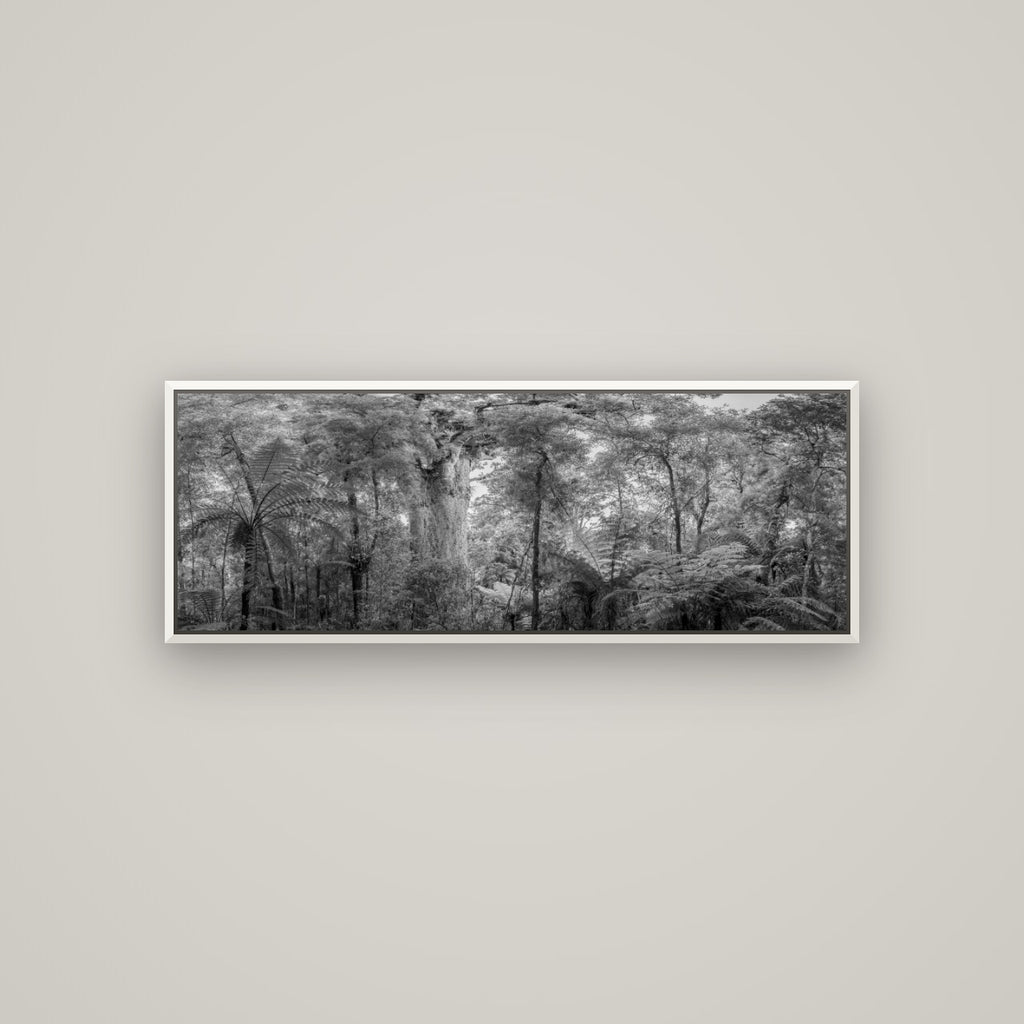 Cathedral of Giants, Ancient Kauri, Dargaville — Basel White, 113×40 cm. New Zealand fine art wall art by Stephen Milner.