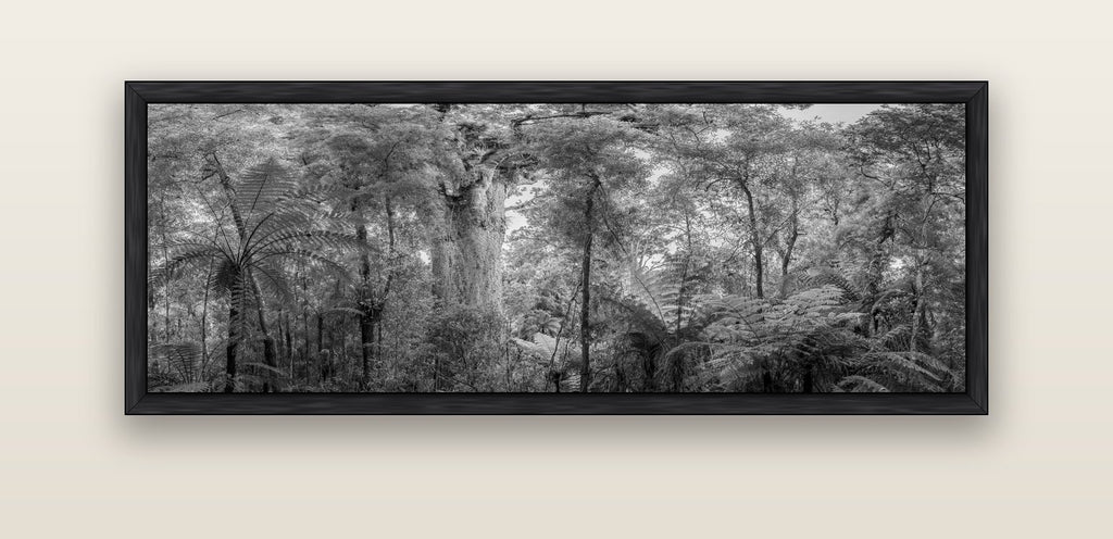 Cathedral of Giants, Ancient Kauri, Dargaville — black float frame canvas, 152 × 56 cm. New Zealand fine art landscape wall art by Stephen Milner.