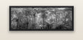 Cathedral of Giants, Ancient Kauri, Dargaville — black float frame canvas, 152 × 56 cm. New Zealand fine art landscape wall art by Stephen Milner.