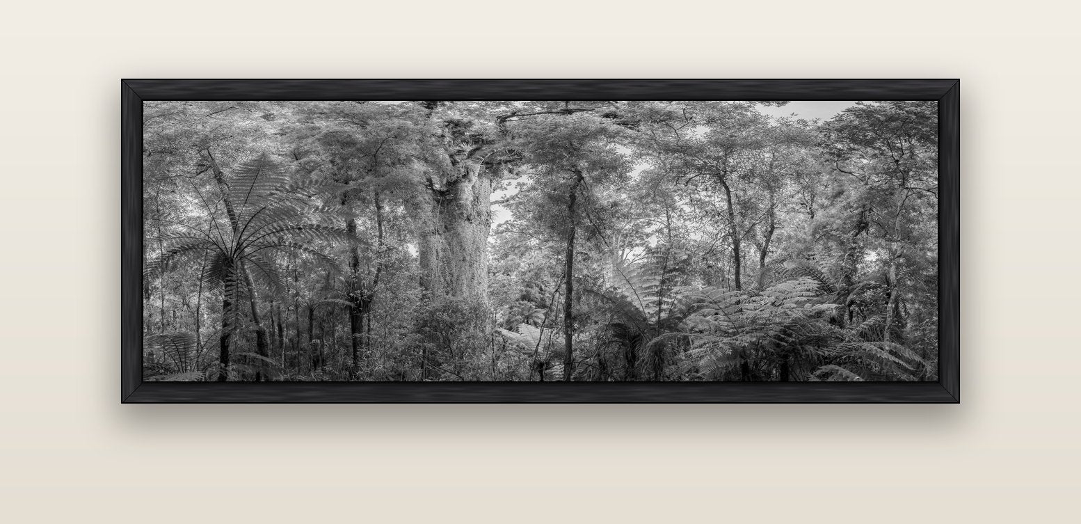 Cathedral of Giants, Ancient Kauri, Dargaville — black float frame canvas, 152 × 56 cm. New Zealand fine art landscape wall art by Stephen Milner.