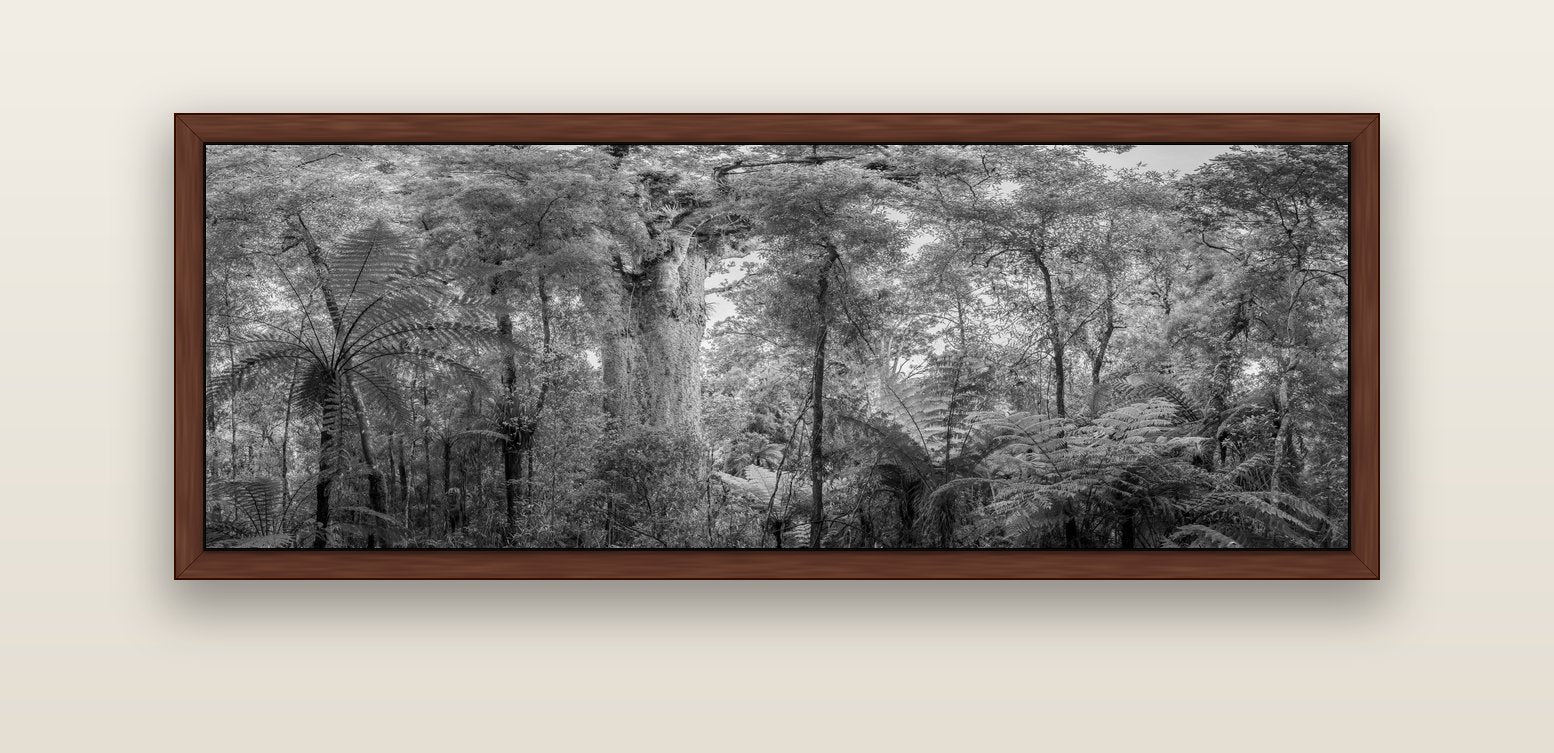 Cathedral of Giants, Ancient Kauri, Dargaville — brown float frame canvas, 152 × 56 cm. New Zealand fine art landscape wall art by Stephen Milner.