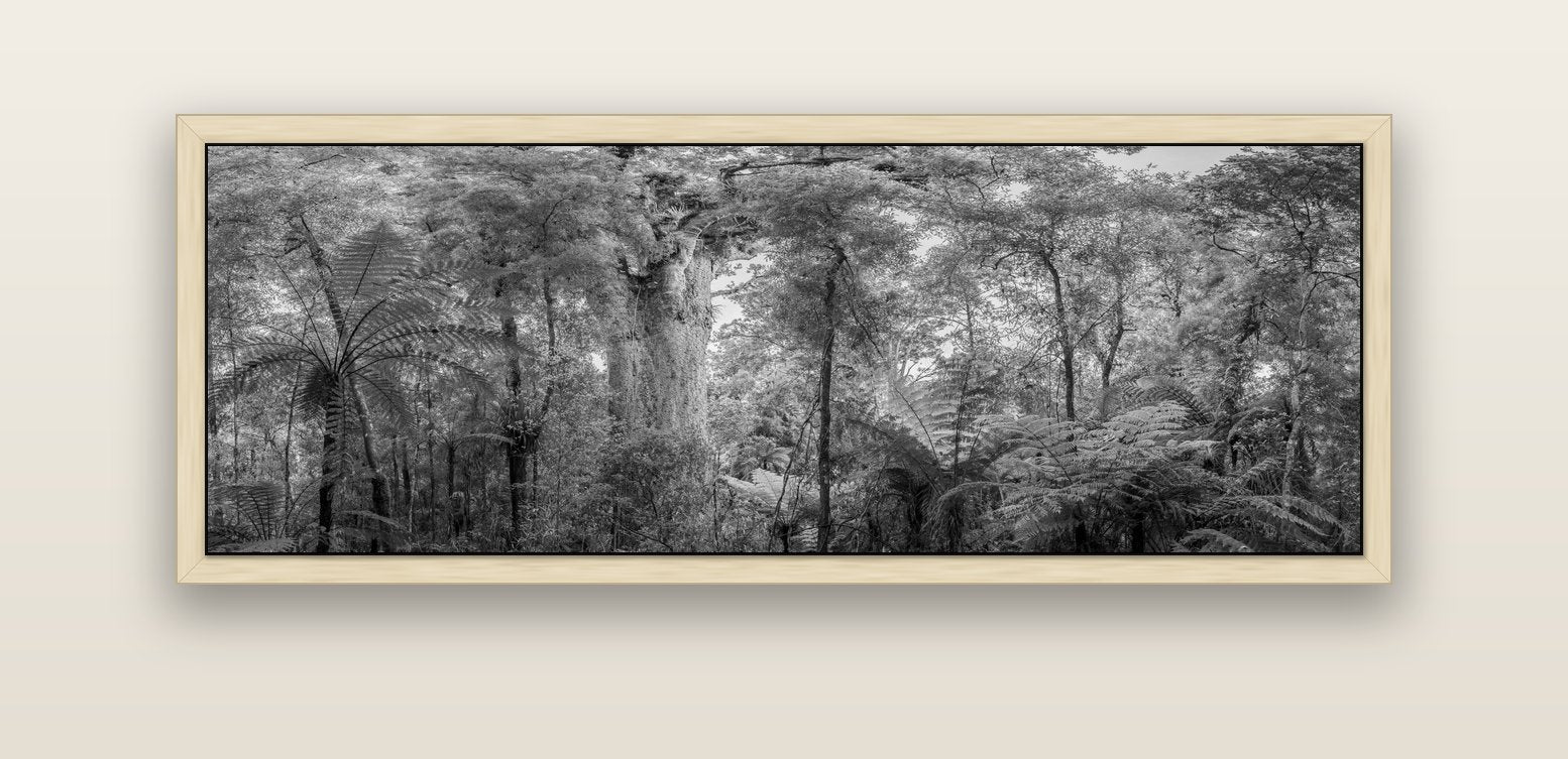 Cathedral of Giants, Ancient Kauri, Dargaville — natural float frame canvas, 152 × 56 cm. New Zealand fine art landscape wall art by Stephen Milner.