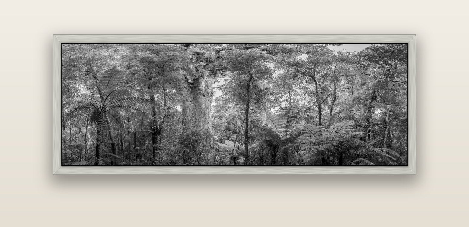 Cathedral of Giants, Ancient Kauri, Dargaville — silver float frame canvas, 152 × 56 cm. New Zealand fine art landscape wall art by Stephen Milner.