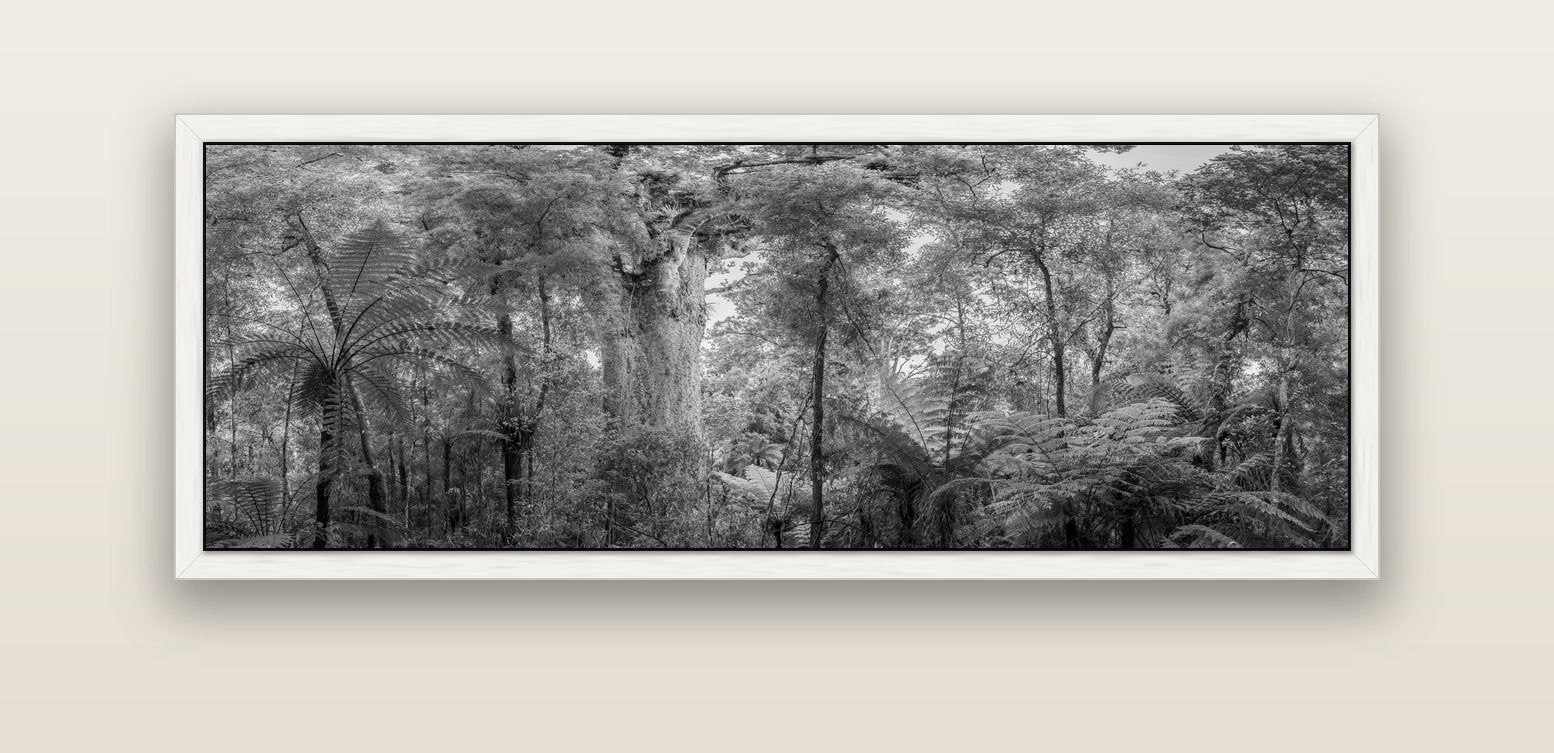 Cathedral of Giants, Ancient Kauri, Dargaville — white float frame canvas, 152 × 56 cm. New Zealand fine art landscape wall art by Stephen Milner.