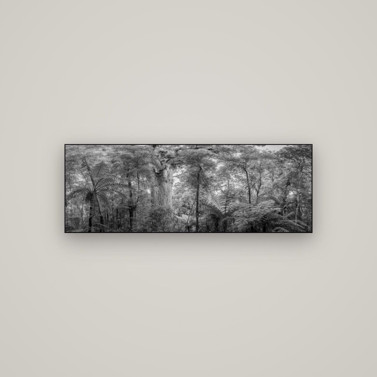 Cathedral of Giants, Ancient Kauri, Dargaville — Slimline Black, 113×40 cm. New Zealand fine art wall art by Stephen Milner.