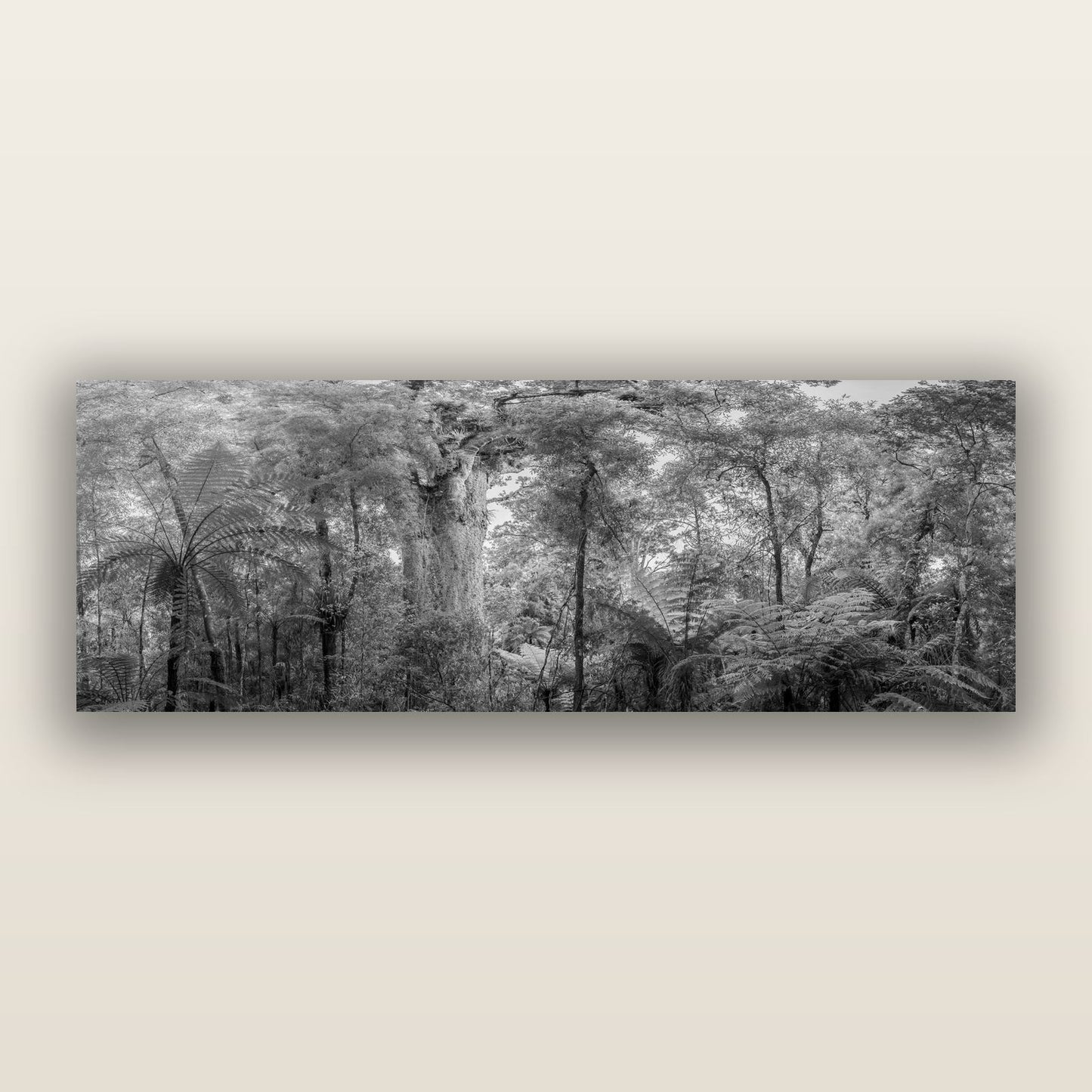 Cathedral of Giants, Ancient Kauri, Dargaville, black and white frameless acrylic glass print. New Zealand fine art photography by Stephen Milner.