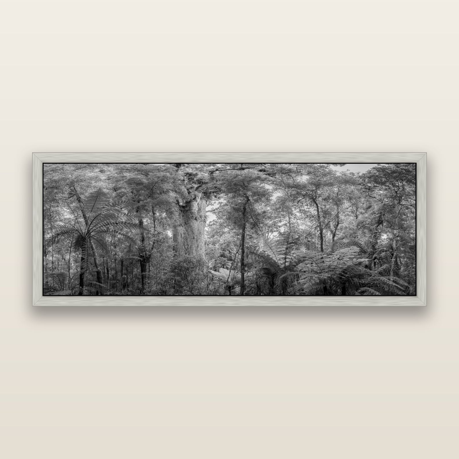 Cathedral of Giants, Ancient Kauri, Dargaville, black and white framed metallic canvas print, Antique Silver frame. New Zealand fine art wall art by Stephen Milner.
