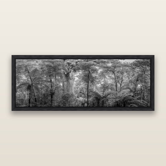 Cathedral of Giants, Ancient Kauri, Dargaville, black and white framed metallic canvas print, Black frame. New Zealand fine art wall art by Stephen Milner.
