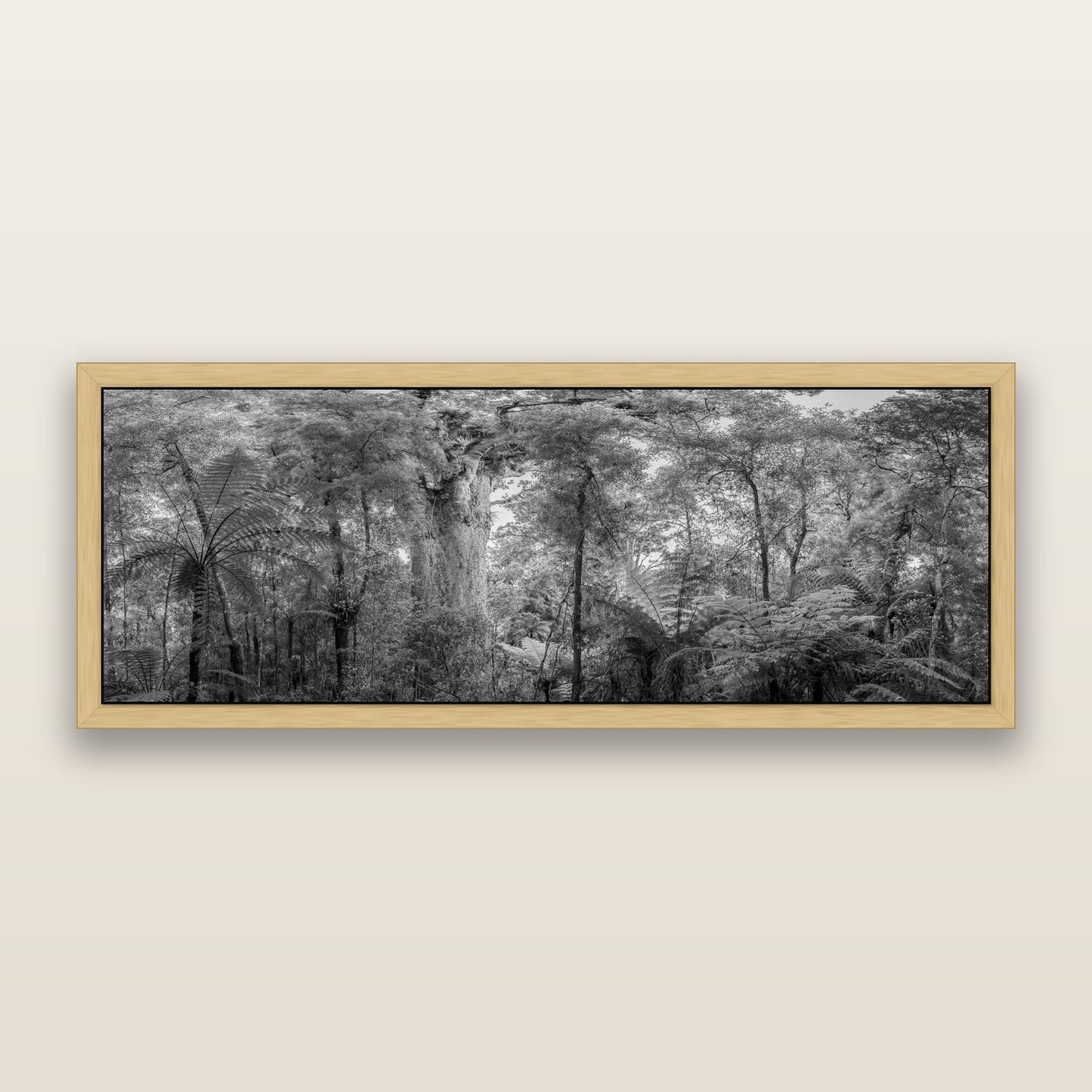 Cathedral of Giants, Ancient Kauri, Dargaville, black and white framed metallic canvas print, Natural frame. New Zealand fine art wall art by Stephen Milner.
