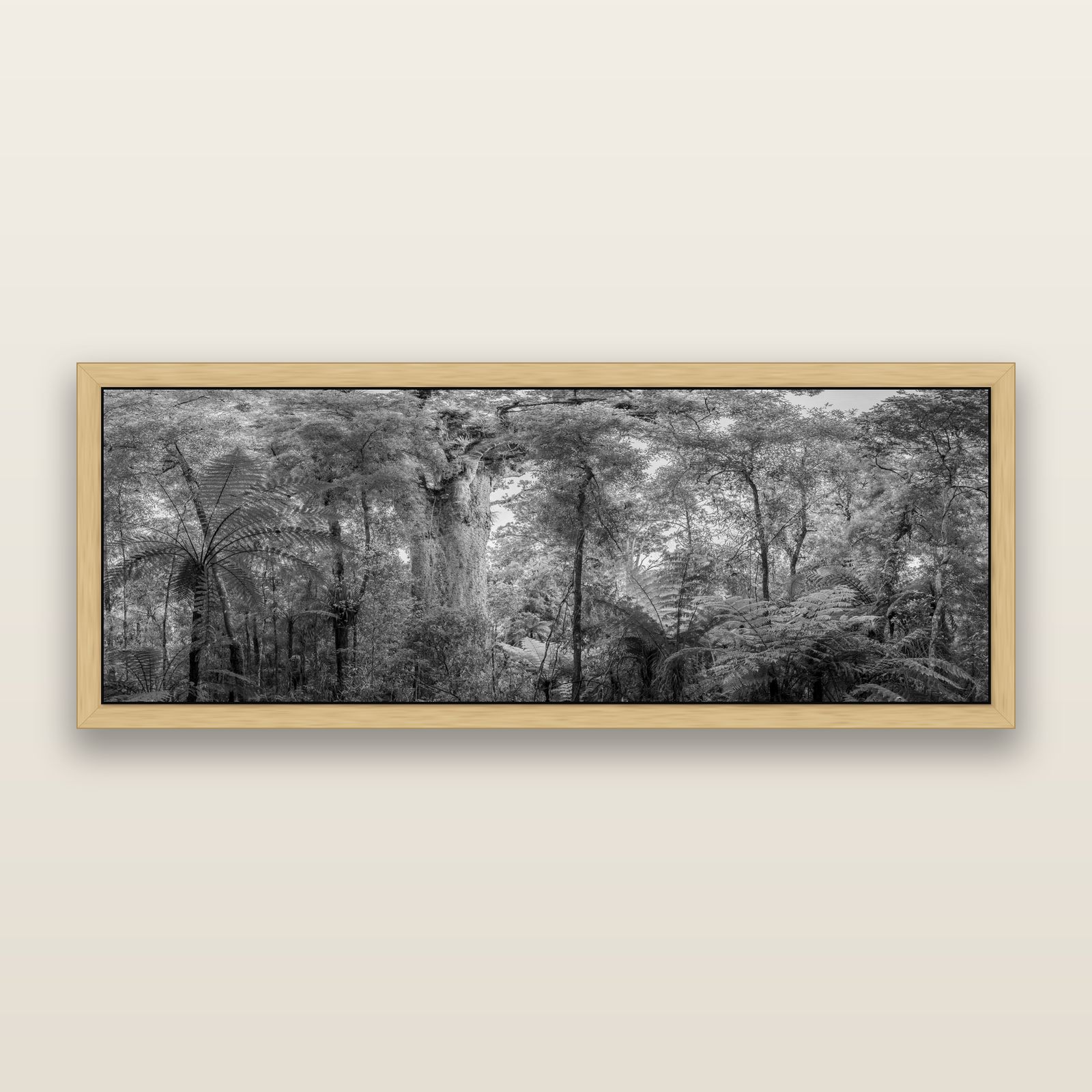 Cathedral of Giants, Ancient Kauri, Dargaville, black and white framed metallic canvas print, Natural frame. New Zealand fine art wall art by Stephen Milner.